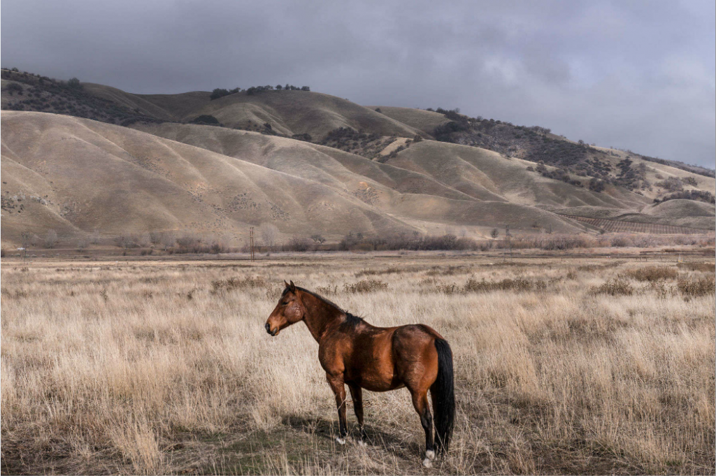 Wild Horse near Fort Tejon State Park